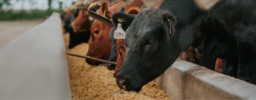 Livestock Risk Protection Coverage